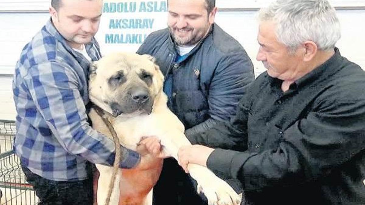 Köpeğine 32 bin verdiler satmadı