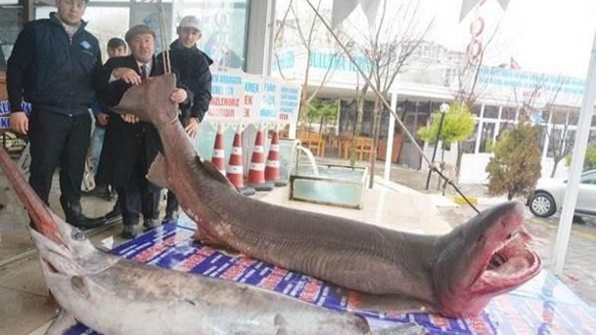 Marmara'dan jaws çıktı!