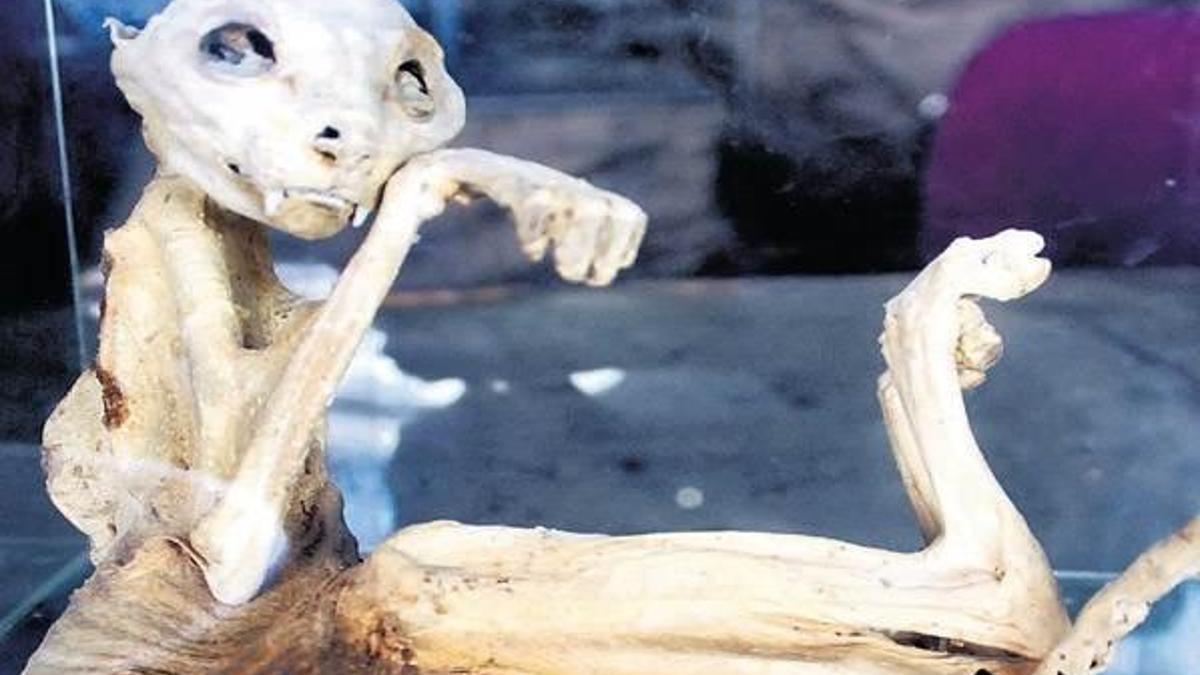 Avrupa da garip yaratığı araştırıyor