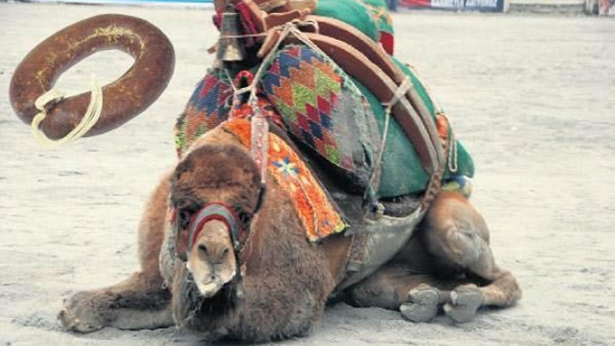 Adı ‘pehlivan’ da olsa sonu mutlaka