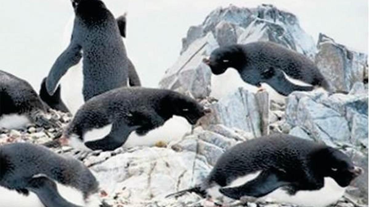 150 bin penguen telef oldu