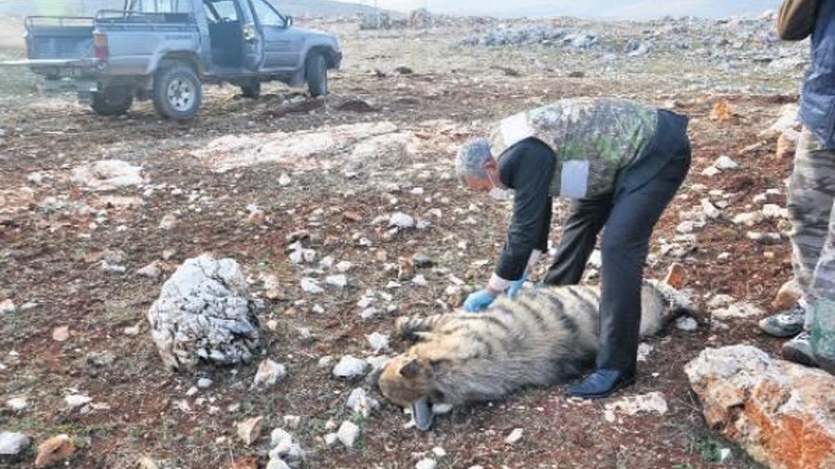 Çizgili sırtlan kaza kurbanı oldu