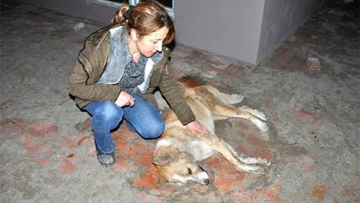 Bartın'da 18 sokak köpeği telef oldu