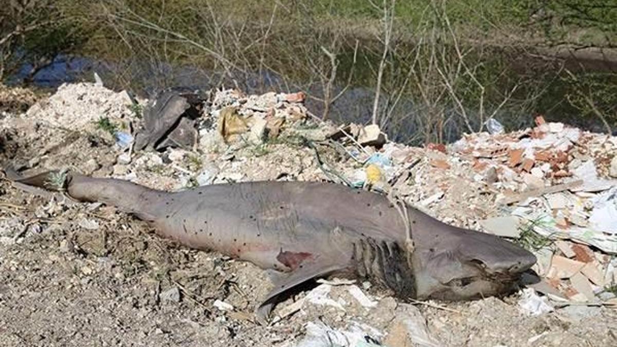 Köyde "jaws" paniği