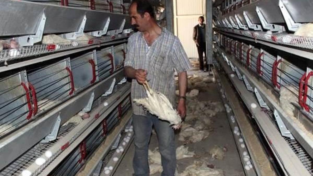Fanlar çalışmayınca 40 bin tavuk telef oldu