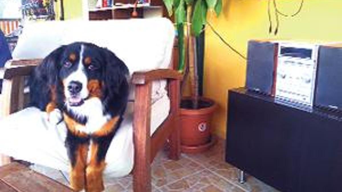 Patilerin tatili bir başka!