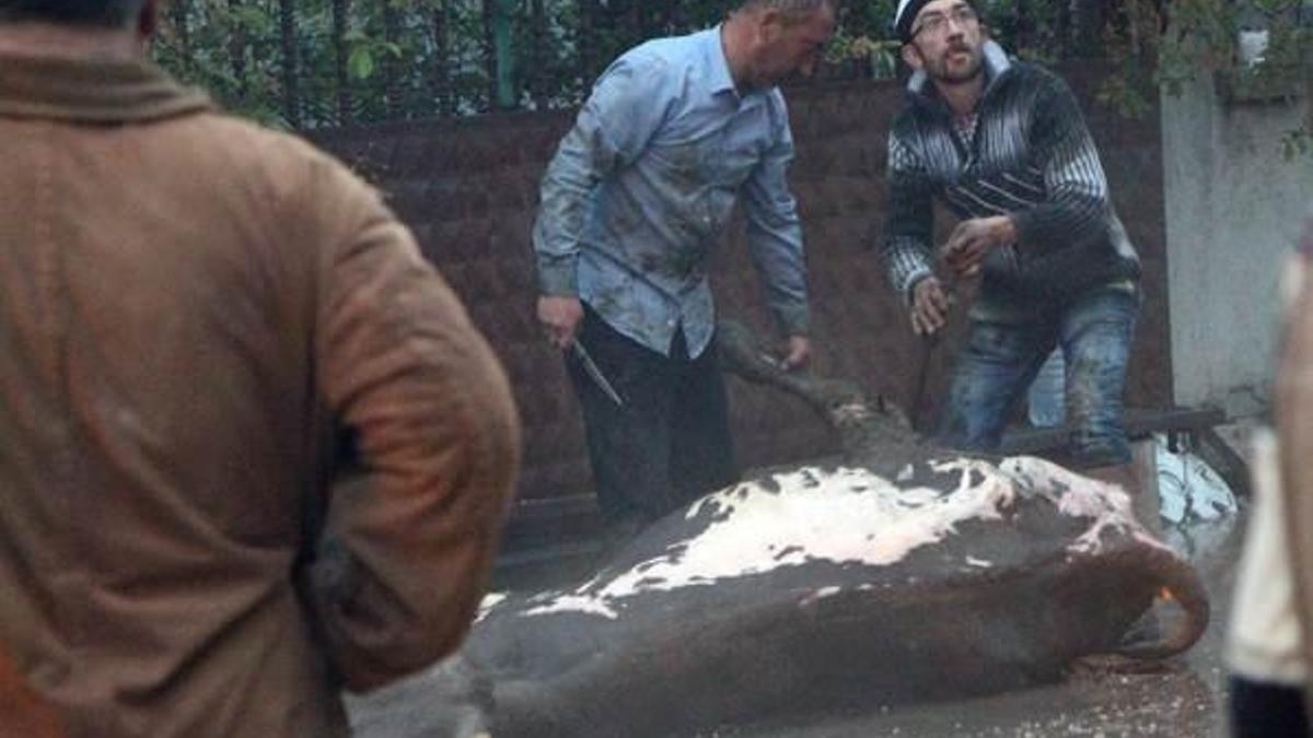 Yangından kurtardıkları hayvanları yolun üzerinde kestiler