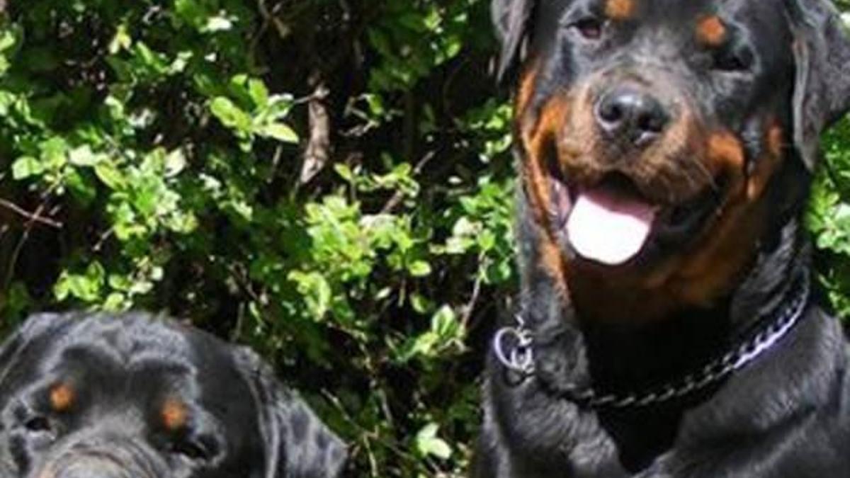 Yunanistan'da iki köpek 5 yaşındaki çocuğu öldürdü