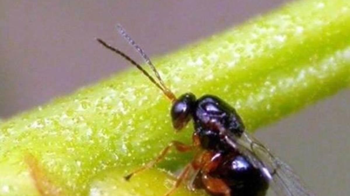 Kestane ağaçlarında "gal arısı" önlemi