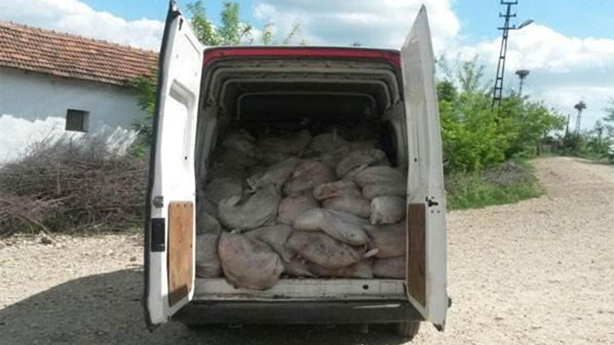 Keşanda 2 ton 870 kilo kaçak et ele geçirildi