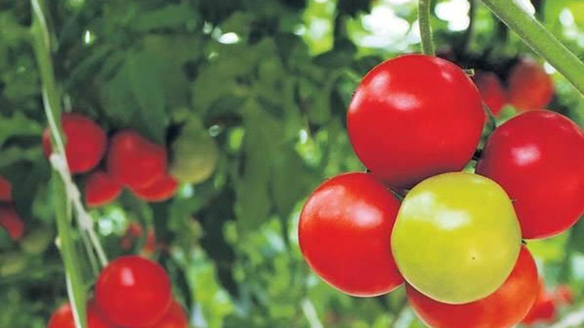 Hasanbey Çiftliği’nde her şey doğal