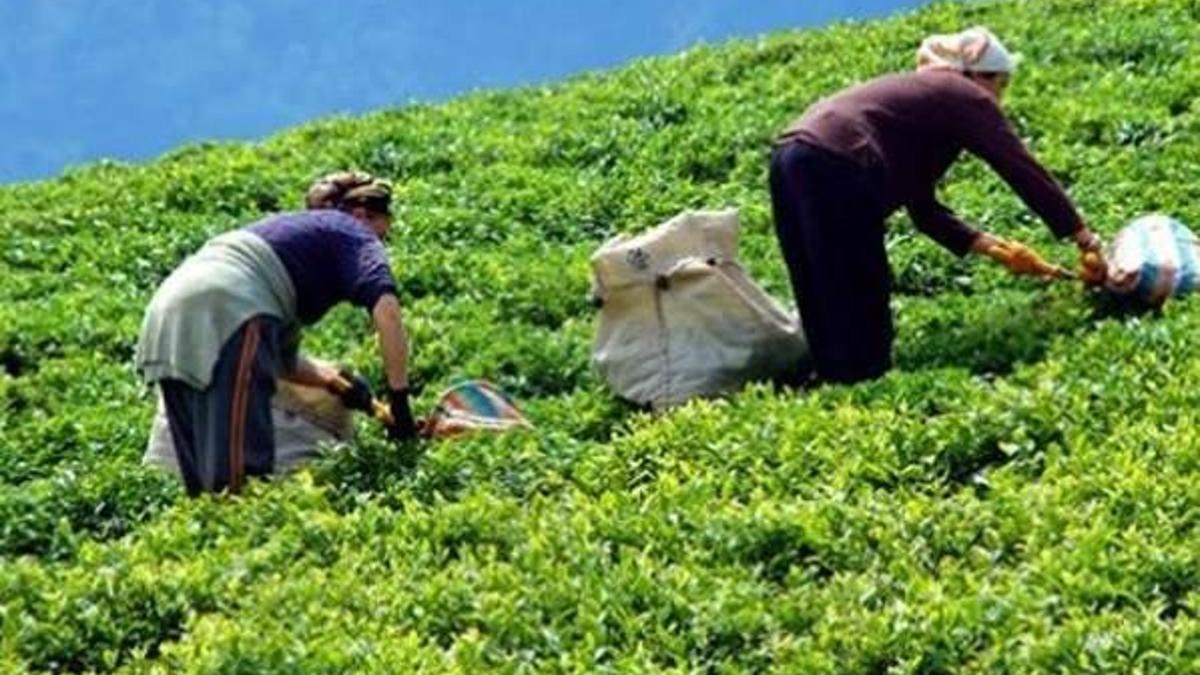 2016 yılı yaş çay fiyatı açıklandı