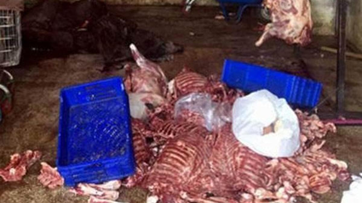 5 ton kaçak domuz eti ele geçirildi
