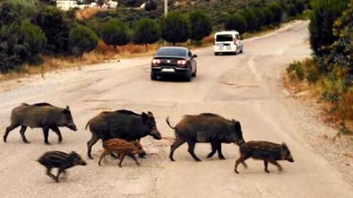 Bodrum’da, yaban domuzları yerleşim yerlerine indi