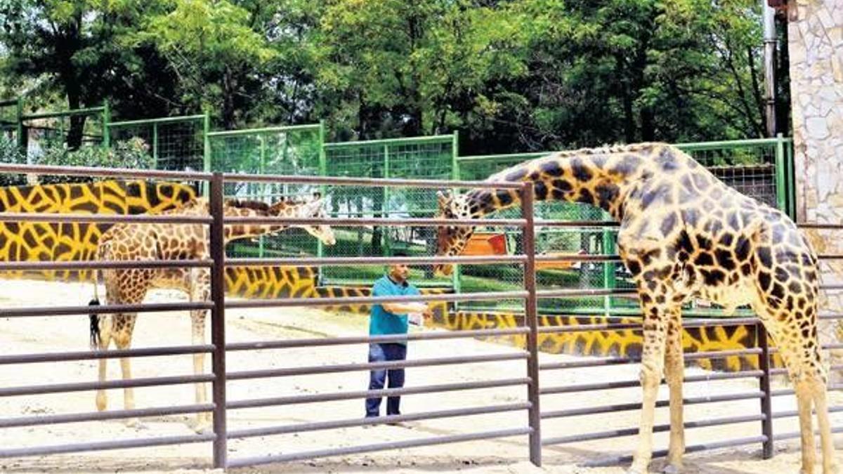 İzdivaç şarkıları: Selvi boylum, al yazmalım