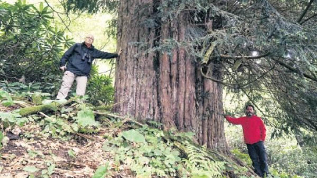 Dünyanın en yaşlı porsuk ağacı Zonguldak’ta bulundu