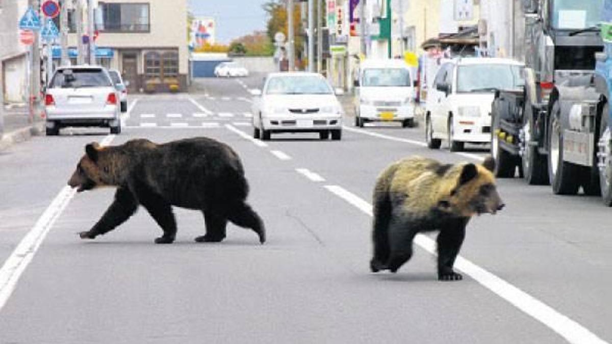Japonya’da insan eti yiyen ayı dehşeti: 4 ÖLÜ!