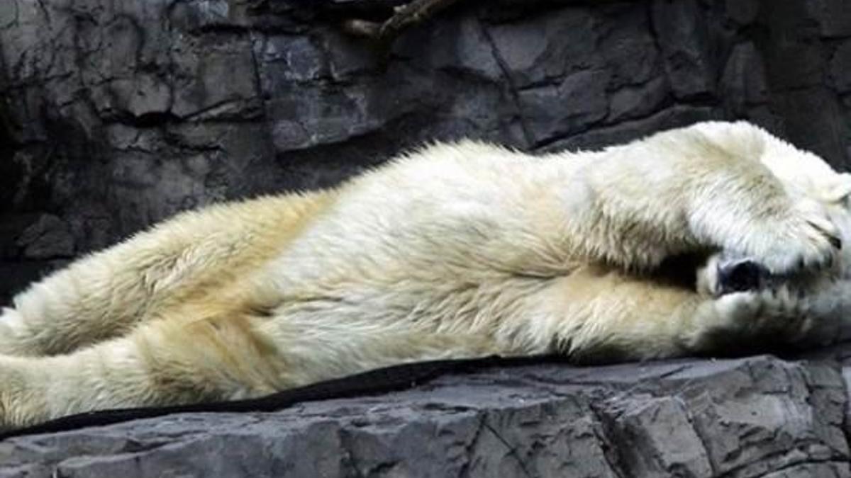 Kutup ayısı Arturo delirerek öldü!