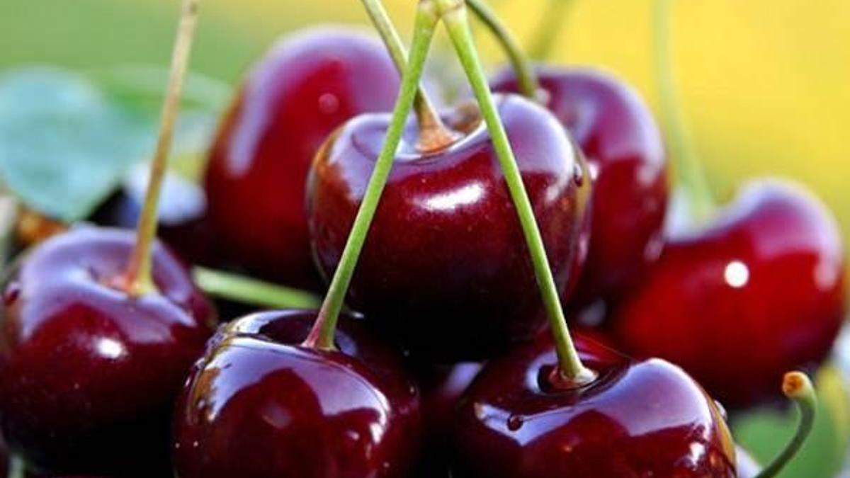 Eldivan kirazında rekolte yüzde 90 düştü