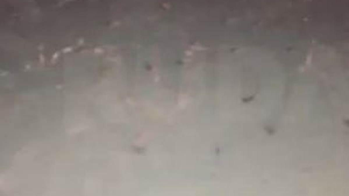Kuzey Irak'ta 'uçaktan hamam böcekleri atıldı' iddiası...