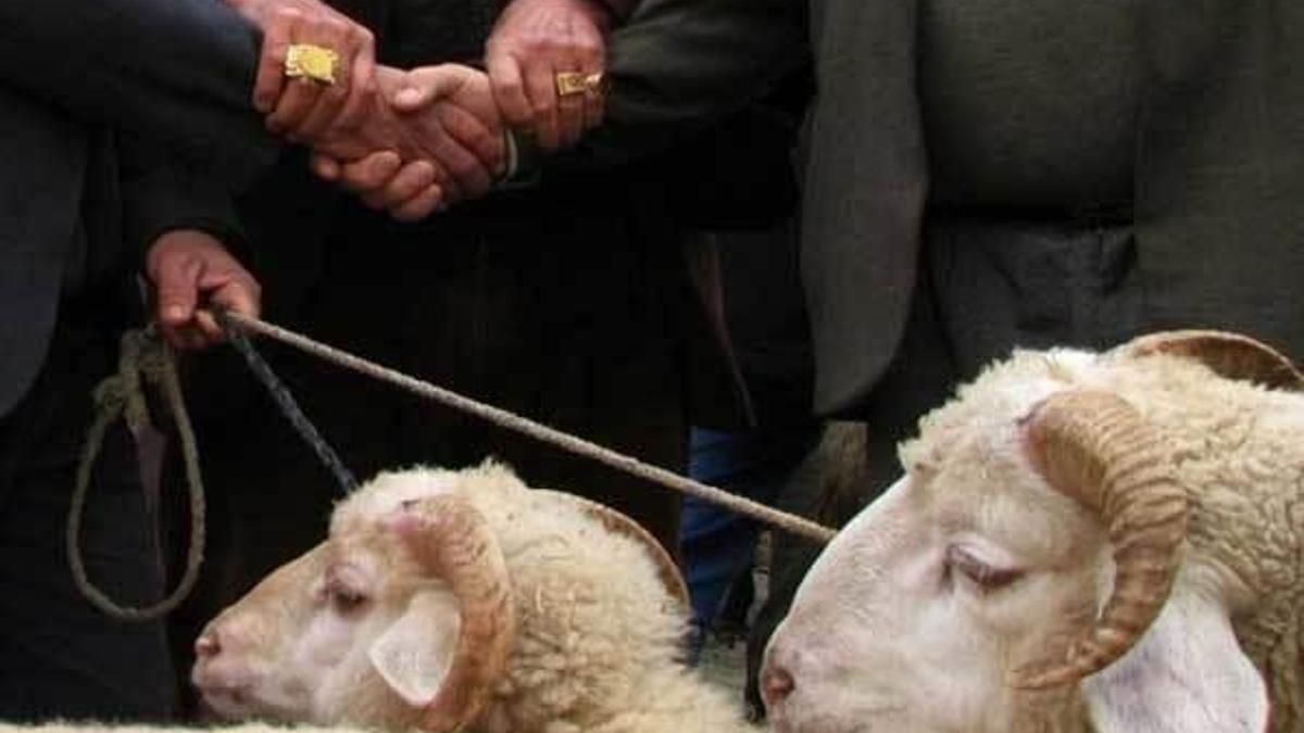 2016 kurbanlık fiyatları ne kadar oldu? Kurban Bayramı ne zaman başlıyor?