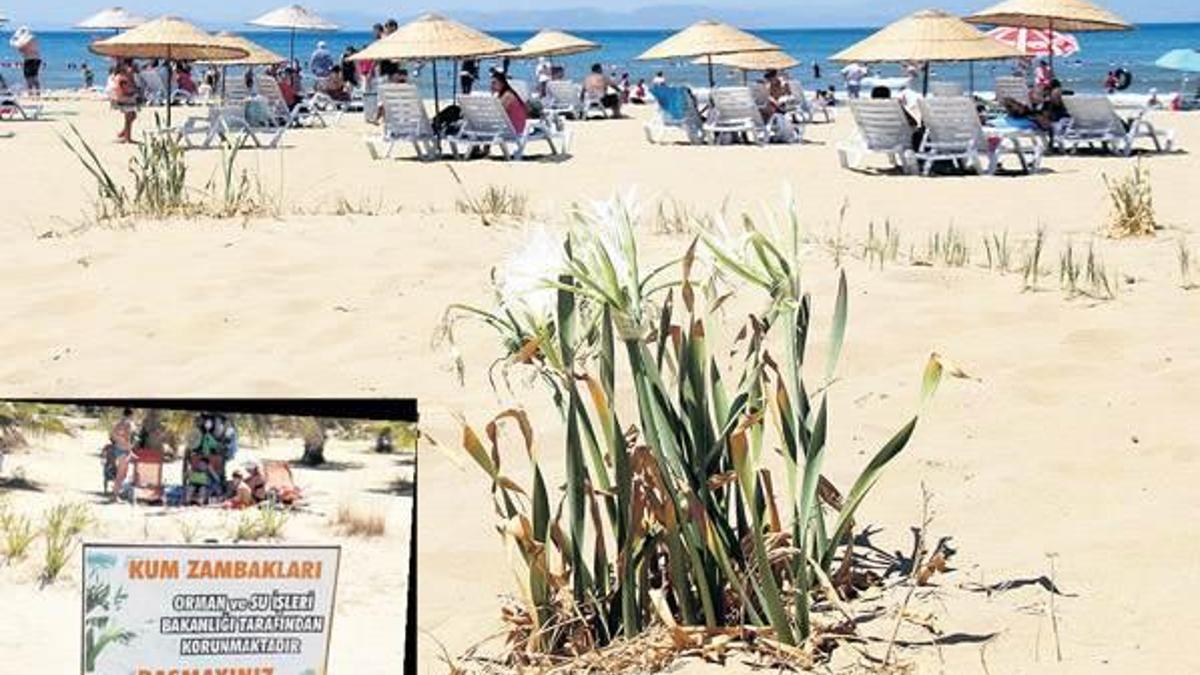 Kum zambakları tehlike altında