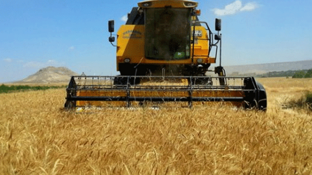 Bayburt'ta hububat hasadına başlandı