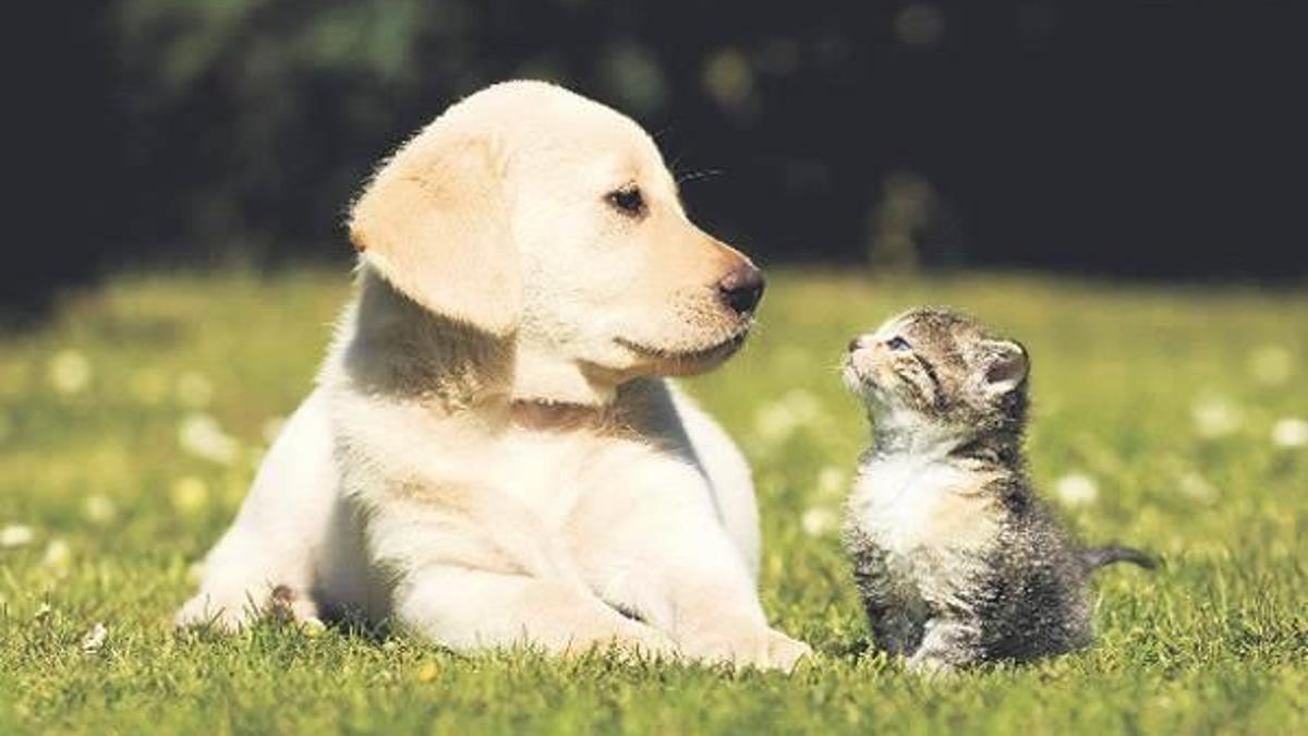 Kediseverler yalnız köpekseverler popüler