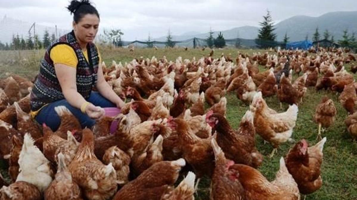 Kümes hayvancılığı ve yumurta üretimi geçen yıla göre arttı!