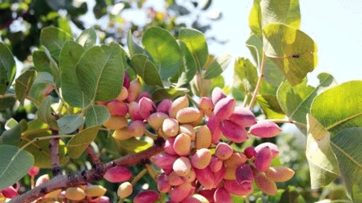 Antep fıstığı ağacı hasadı başladı