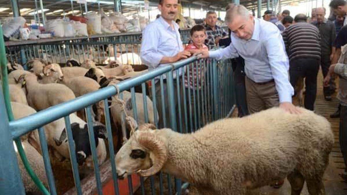 Kurban Bayramı ne zaman başlayacak? 2016 Kurbanlık fiyatları ne kadar