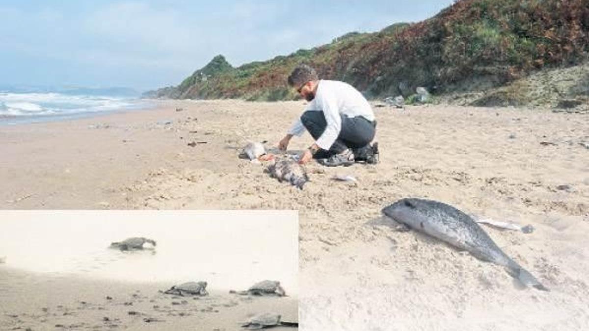 Karadeniz’de toplu yunus ölümü!