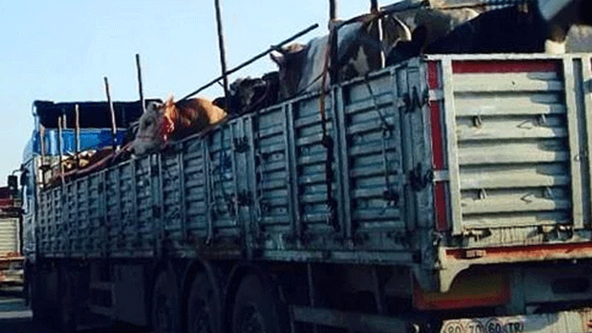 4 milyon kurbanlık yola çıkıyor