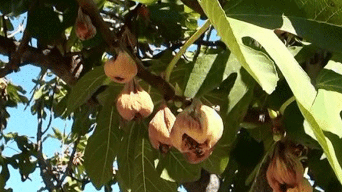 Yağmur inciri vurdu