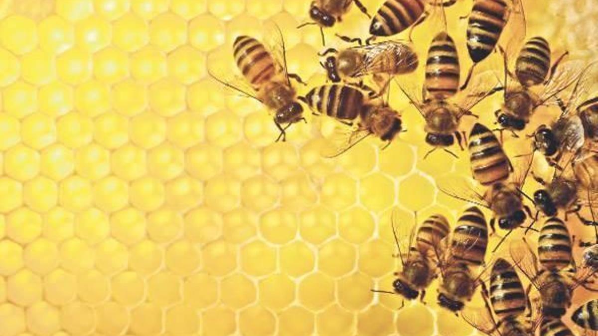 Organik arıcılık yapana kovan başına 10 lira destek