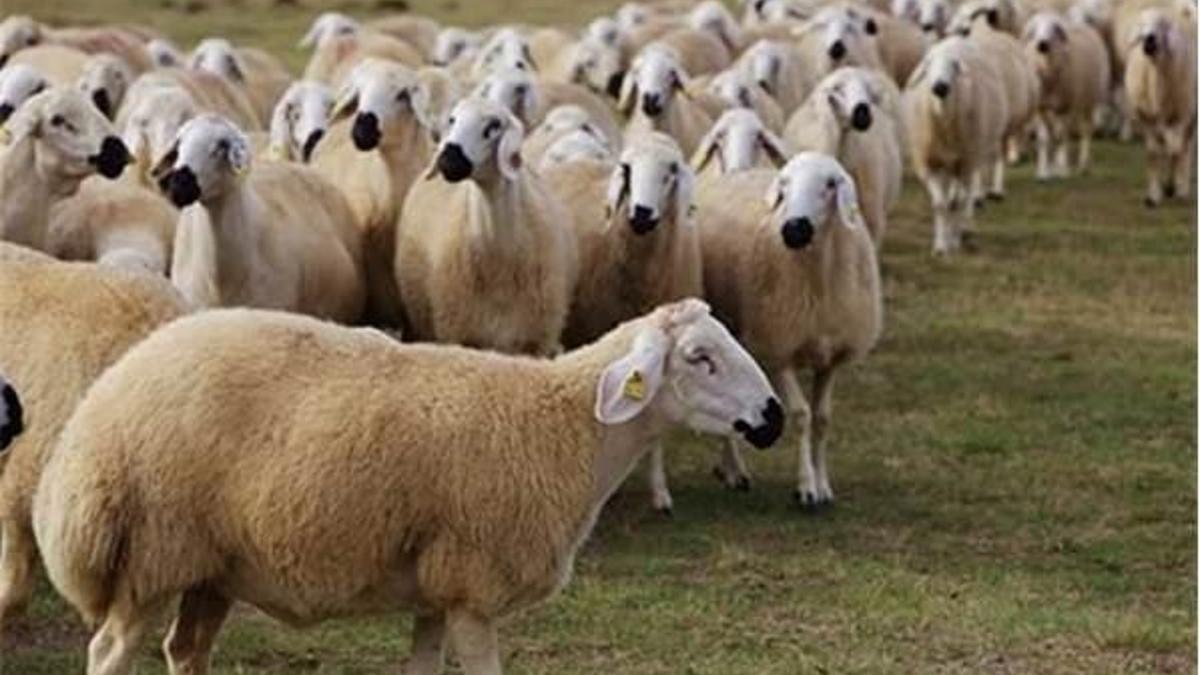 Kurbanlık fiyatları belli oldu mu? Kurban Bayramı ne zaman başlıyor?