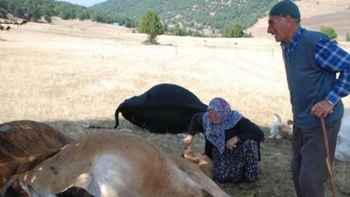Tarım Kredi'den inekleri telef olan çifte sigorta hediyesi
