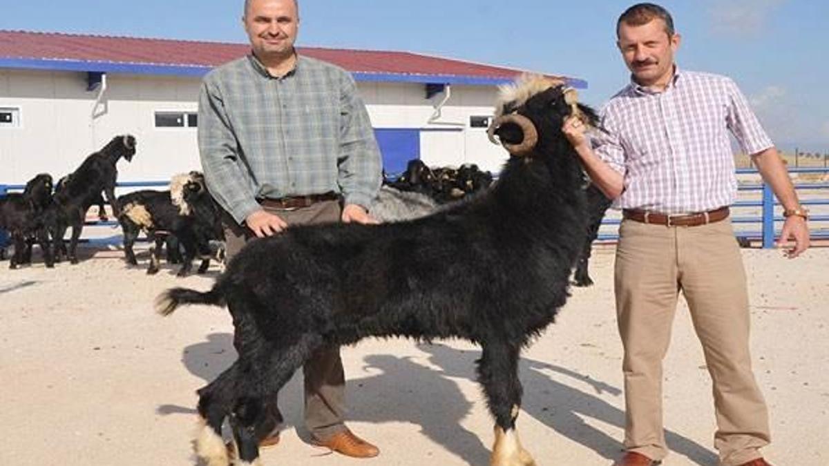 Üniversitenin keçileri damızlık ve kurbanlık olarak satılacak