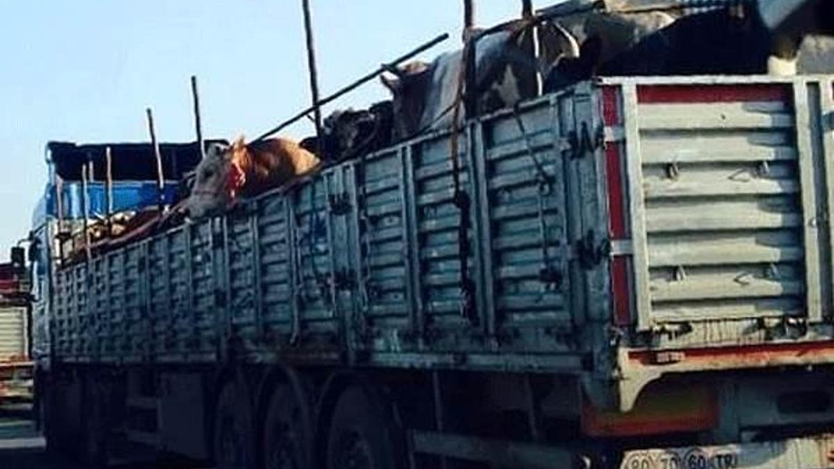 Büyük şehirlere kurbanlık sevkiyatı başladı