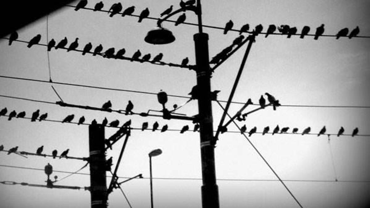 Göçmen kuşlara yuva yapıldı, elektrik kesintileri azaldı
