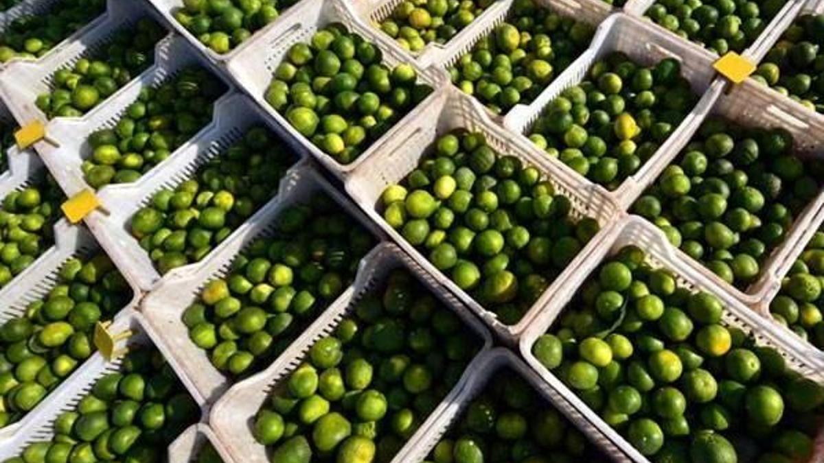 Hatay'da ilk mandalina hasadı yapıldı