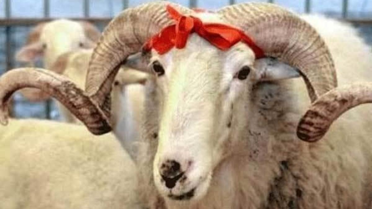 Marketlerin kurbanlık yarışı