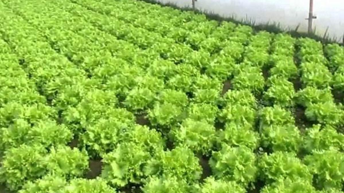 Ağustosta en fazla kıvırcık salatanın fiyatı arttı