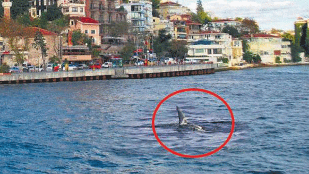 Boğaz'da köpekbalığı!