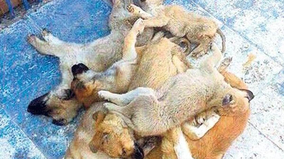 Köpek katliamı iddiası