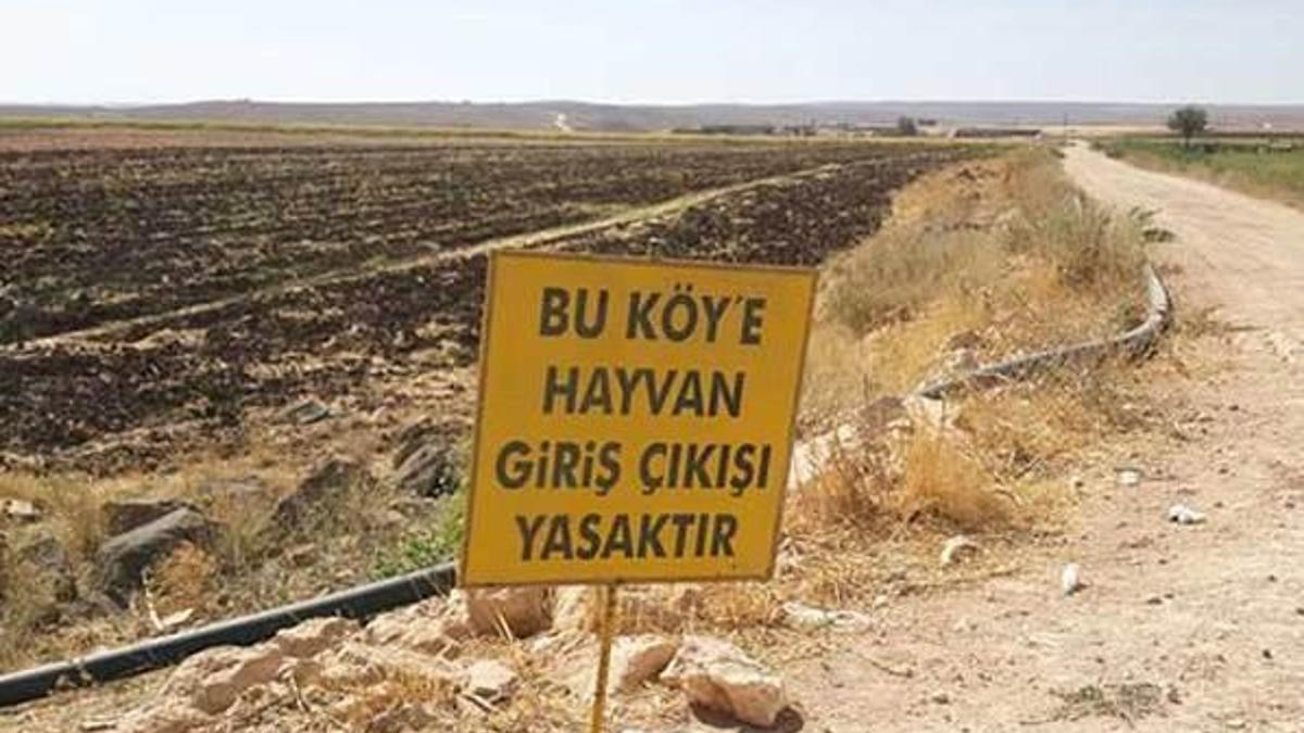 6 ay süreyle kuduz karantinasında!