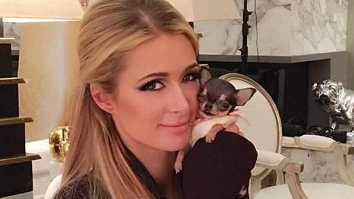 Paris Hilton yeni köpeğine servet harcadı!