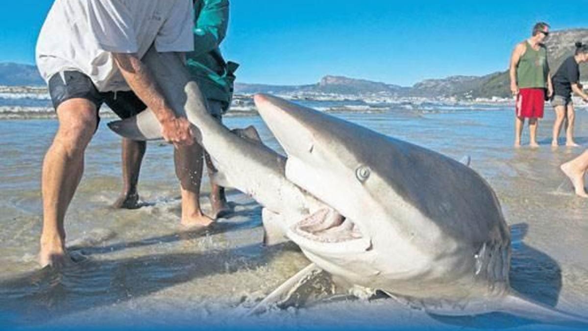 227 kiloluk Jaws