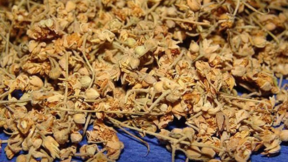 Ihlamur fiyatları düştü