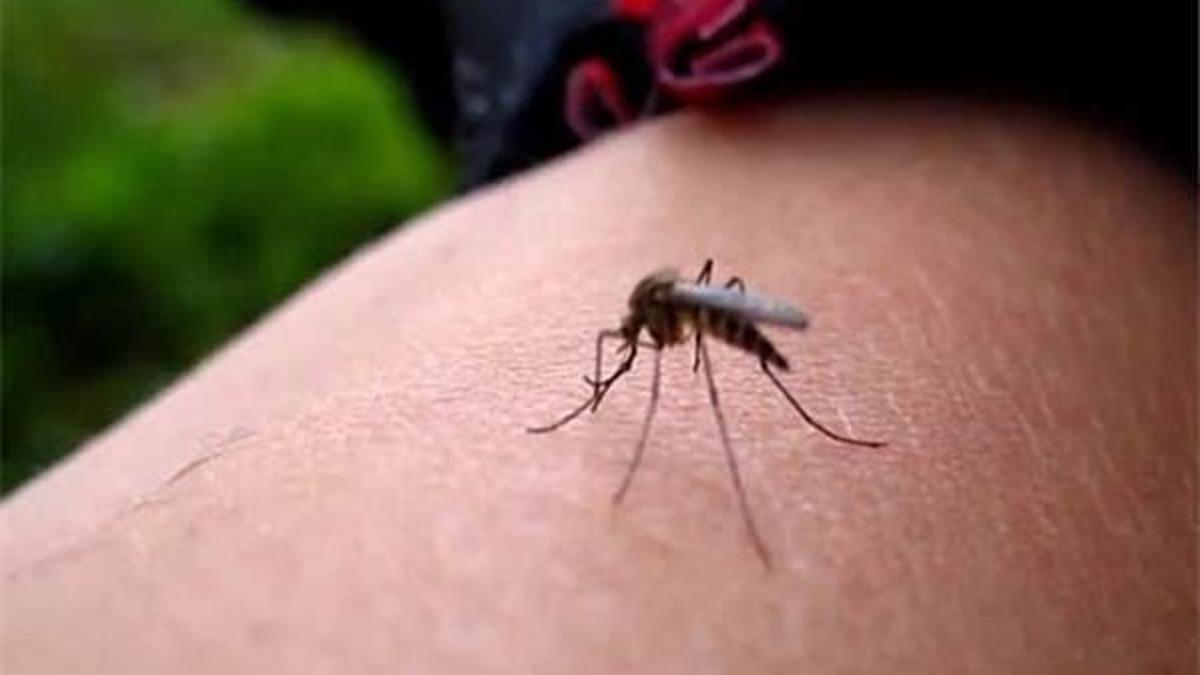 Zika virüsüne antikor tedavisi